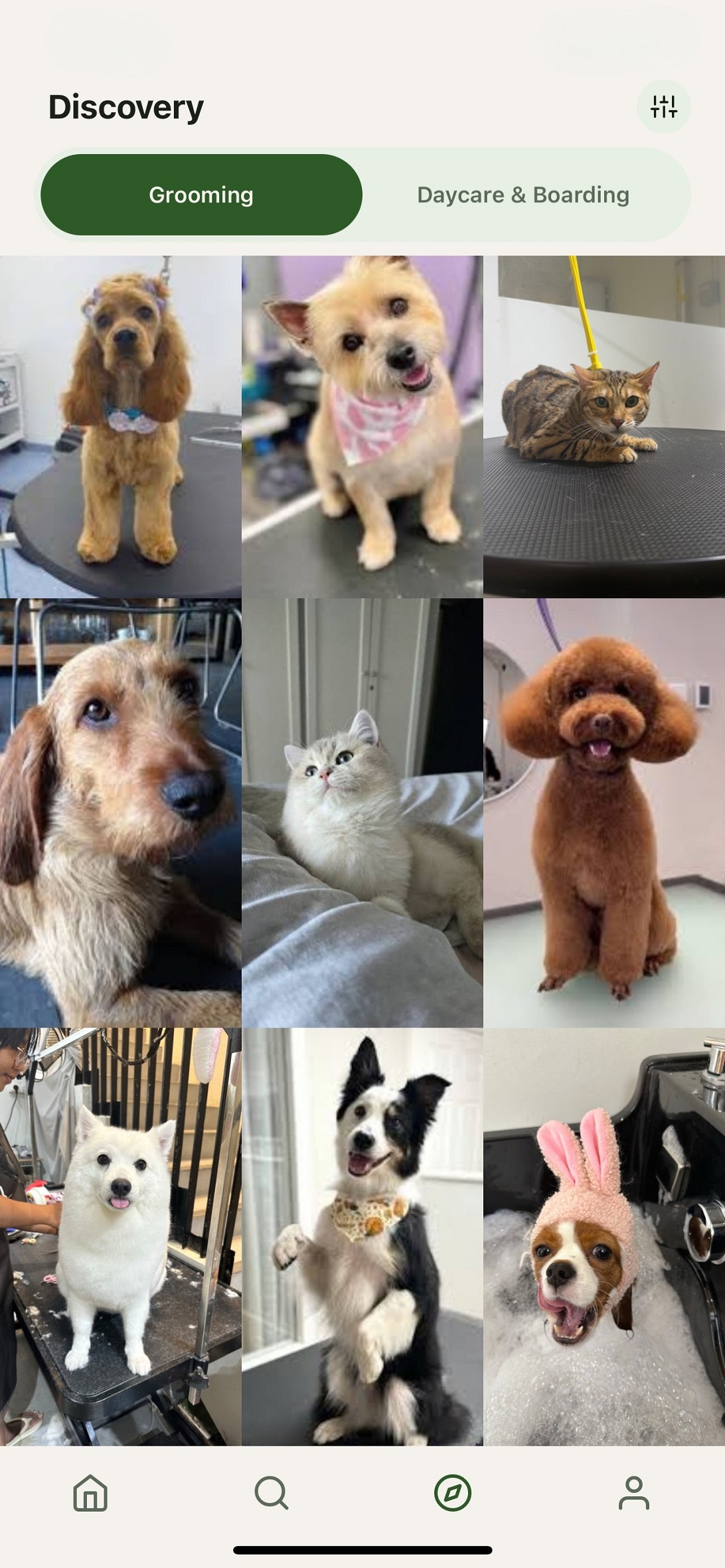 Discovery feed showing grooming portfolios filtered by breed