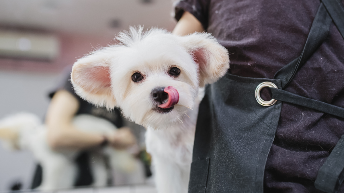 White Maltese puppy at a grooming salon in Singapore