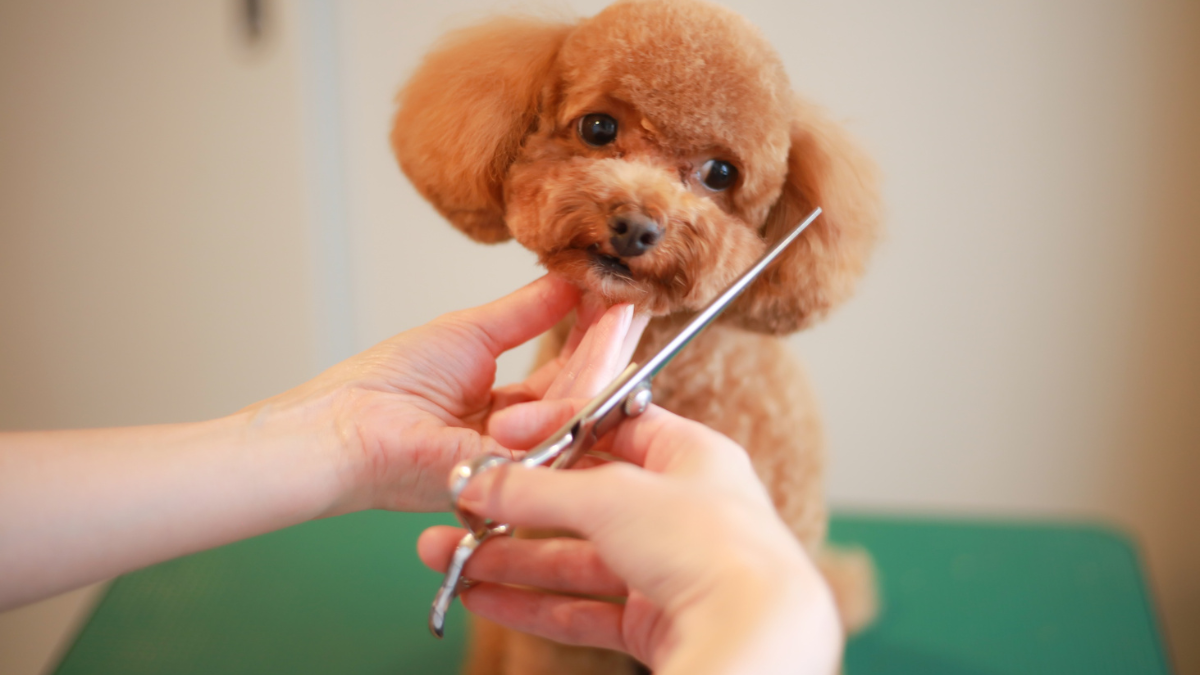 Toy Poodle getting a face trim with grooming scissors at a pet salon