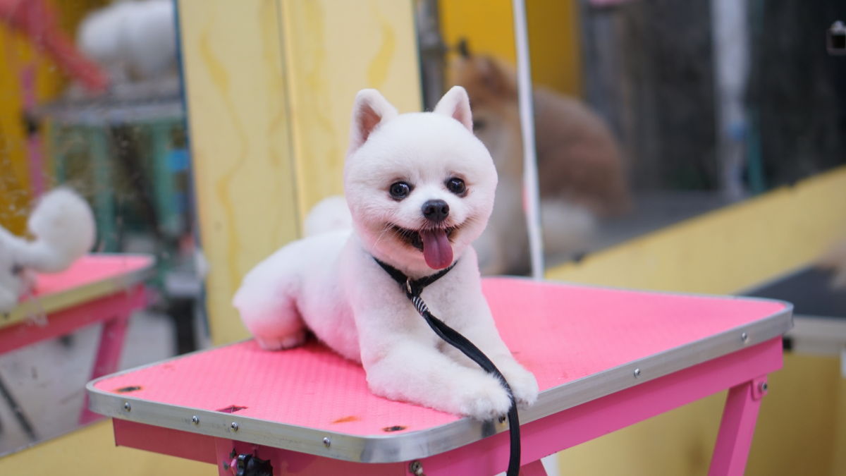 Pomeranian with fluffy double coat being groomed at a pet salon in Singapore